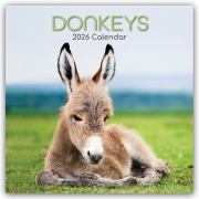 Donkeys - Esel 2026 - 16-Monatskalender - Gifted Stationery Co. Ltd