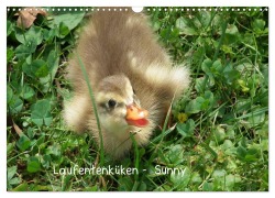 Cover-Bild zum Titel 'Laufentenküken - Sunny (Wandkalender 2026 DIN A3 quer), CALVENDO Monatskalender' von 'LoRo-Artwork LoRo-Artwork'