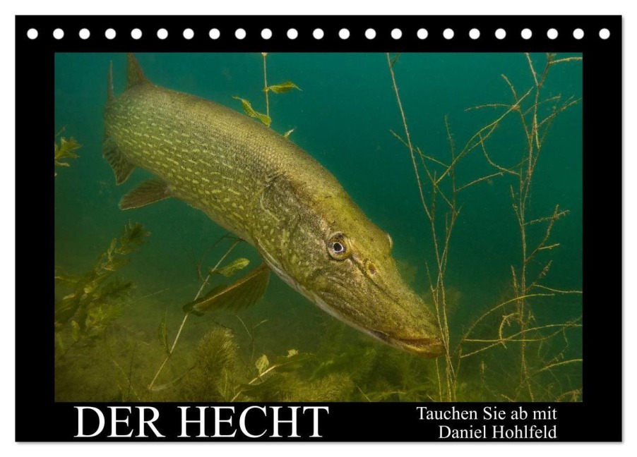Der Hecht - Tauchen Sie ab mit Daniel Hohlfeld (Tischkalender 2026 DIN A5 quer), CALVENDO Monatskalender - Daniel Hohlfeld