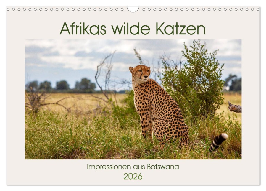 Afrikas wilde Katzen (Wandkalender 2026 DIN A3 quer), CALVENDO Monatskalender - Ursula Di Chito
