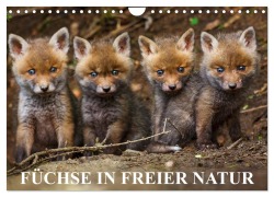 Füchse in freier Natur (Wandkalender 2026 DIN A4 quer), CALVENDO Monatskalender - Ulrich Hopp