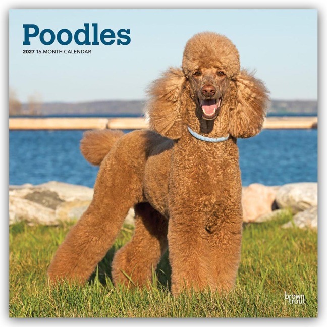 Poodles - Pudel 2027 - 16-Monatskalender - Browntrout Publishers