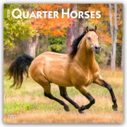 Quarter Horses - Quarter Horse 2026 - 16-Monatskalender - Browntrout Publishers