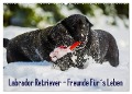 Labrador Retriever - Freunde für¿s Leben (Wandkalender 2024 DIN A2 quer), CALVENDO Monatskalender - Sigrid Starick