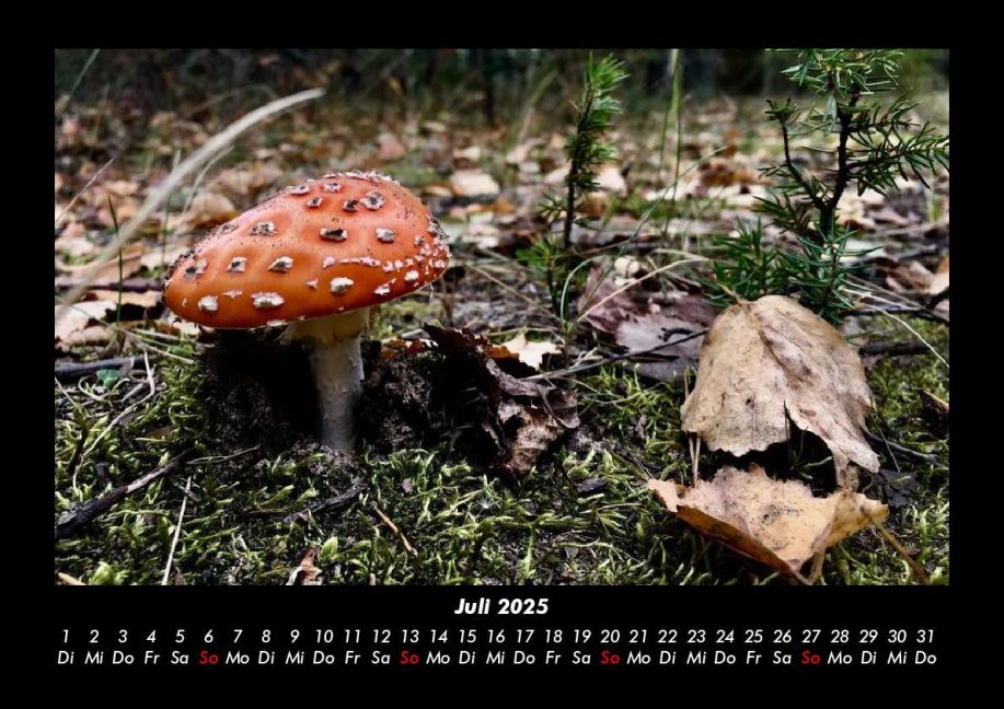 InsideView 11