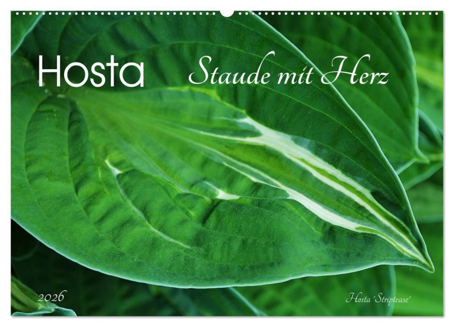 Hosta Staude mit Herz (Wandkalender 2026 DIN A2 quer), CALVENDO Monatskalender - Jutta Heußlein