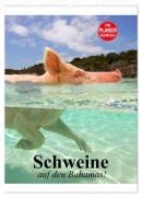 Cover-Bild zum Titel 'Schweine auf den Bahamas! (Wandkalender 2026 DIN A2 hoch), CALVENDO Monatskalender' von 'Elisabeth Stanzer'