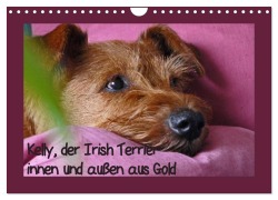 Cover-Bild zum Titel 'Kelly, der Irish Terrier - innen und außen aus Gold (Wandkalender 2026 DIN A4 quer), CALVENDO Monatskalender' von 'Claudia Schimon'