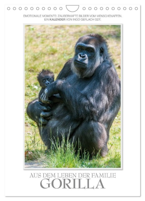 Emotionale Momente: Aus dem Leben der Familie Gorilla. (Wandkalender 2026 DIN A4 hoch), CALVENDO Monatskalender - Ingo Gerlach GDT