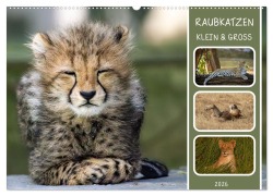 Raubkatzen - groß & klein (Wandkalender 2026 DIN A2 quer), CALVENDO Monatskalender - MoNo-Foto MoNo-Foto