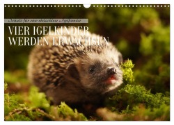Schutz für eine obdachlose Igelfamilie - Vier Igelkinder werden erwachsen. (Wandkalender 2026 DIN A3 quer), CALVENDO Monatskalender - Angela Merk
