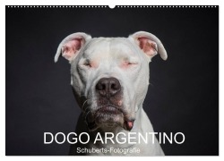 Cover-Bild zum Titel 'DOGO ARGENTINO (Wandkalender 2026 DIN A2 quer), CALVENDO Monatskalender' von 'Schuberts-Fotografie Schuberts-Fotografie'