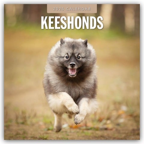 Keeshonds - Wolfsspitz 2025 - 16-Monatskalender - 