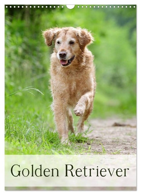 Golden Retriever (Wandkalender 2025 DIN A3 hoch), CALVENDO Monatskalender - Nicole Noack