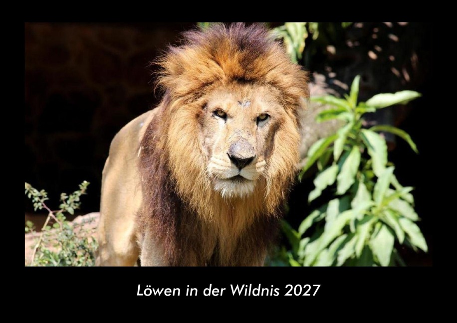 Löwen in der Wildnis 2027 Fotokalender DIN A3 - Tobias Becker