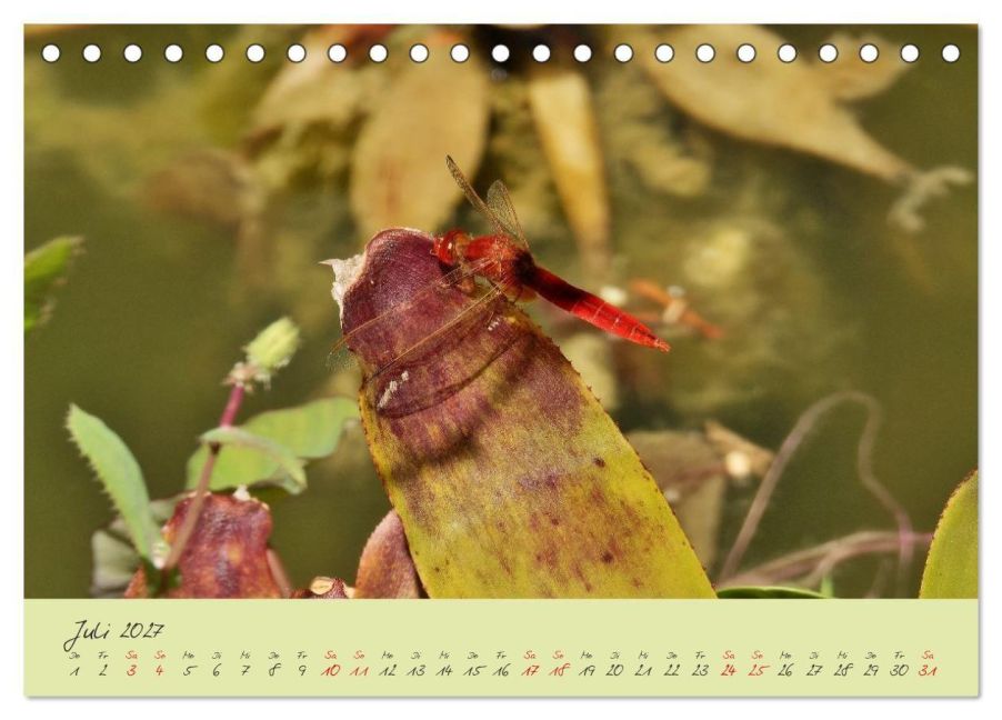 InsideView 12
