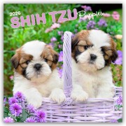 Shih Tzu Puppies - Shih Tzu Welpen 2026 - 16-Monatskalender - Browntrout Publishers