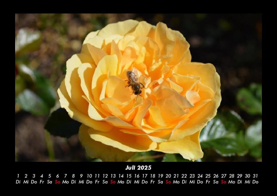 InsideView 11