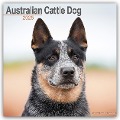 Australian Cattle Dog - Australische Cattle Dogs 2025 - 16-Monatskalender - Avonside Publishing Ltd