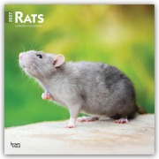 Cover-Bild zum Titel 'Rats - Ratten 2027 - 16-Monatskalender' von 'Browntrout Publishers'