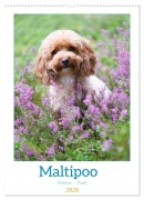 Cover-Bild zum Titel 'Maltipoo - Malteser - Pudel 2026 (Wandkalender 2026 DIN A2 hoch), CALVENDO Monatskalender' von 'Heidi Bollich'