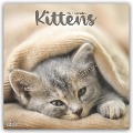 Kittens - Kätzchen 2024 - 16-Monatskalender - Avonside Publishing Ltd