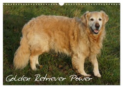 Cover-Bild zum Titel 'Golden Retriever Power (Wandkalender 2026 DIN A3 quer), CALVENDO Monatskalender' von 'Kattobello Kattobello'