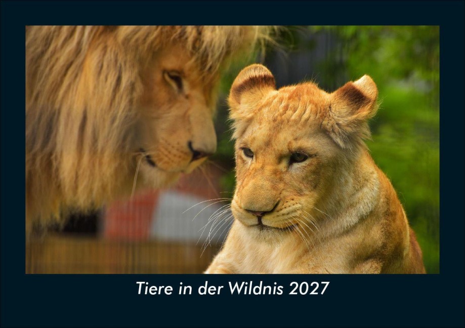 Tiere in der Wildnis 2027 Fotokalender DIN A5 - Tobias Schmitt, Kevin Heber