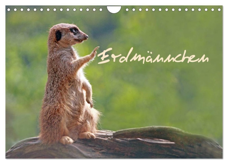 Erdmännchen (Wandkalender 2027 DIN A4 quer), CALVENDO Monatskalender - Chawera