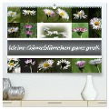 kleine Gänseblümchen ganz groß (hochwertiger Premium Wandkalender 2025 DIN A2 quer), Kunstdruck in Hochglanz - SchnelleWelten SchnelleWelten
