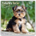 Yorkshire Terrier Puppies - Yorkshire Terrier Welpen 2025 16-Monatskalender - Avonside Publishing Ltd.