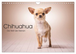 Chihuahua - Die Welt der Kleinen (Wandkalender 2026 DIN A4 quer), CALVENDO Monatskalender - Schuberts-Fotografie Schuberts-Fotografie