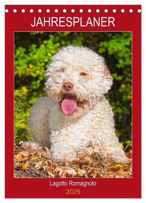 Jahresplaner Lagotto Romagnolo (Tischkalender 2025 DIN A5 hoch), CALVENDO Monatskalender - Sigrid Starick