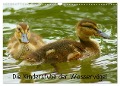 Die Kinderstube der Wasservögel (Wandkalender 2024 DIN A3 quer), CALVENDO Monatskalender - Kattobello Kattobello