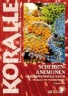  Scheibenanemonen
