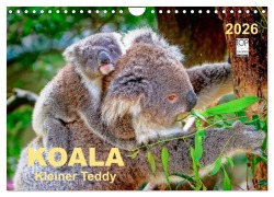 Cover-Bild zum Titel 'Koala - kleiner Teddy (Wandkalender 2026 DIN A4 quer), CALVENDO Monatskalender' von 'Peter Roder'