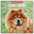 Chow Chows - Chow Chow 2025 - 16-Monatskalender - 