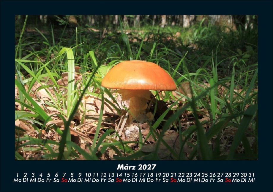InsideView 7