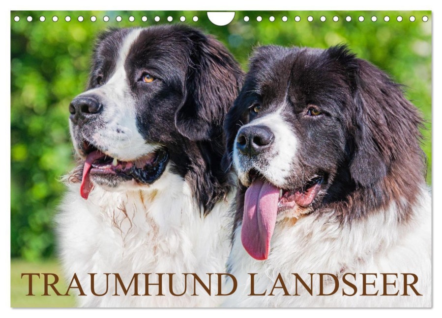 Traumhund Landseer (Wandkalender 2025 DIN A4 quer), CALVENDO Monatskalender - Sigrid Starick