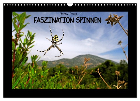 Faszination Spinnen (Wandkalender 2024 DIN A3 quer), CALVENDO Monatskalender - Benny Trapp