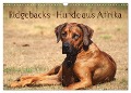 Ridgebacks - Hunde aus Afrika (Wandkalender 2024 DIN A3 quer), CALVENDO Monatskalender - Birgit Bodsch