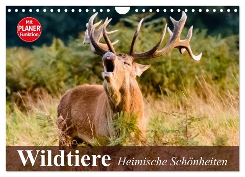 Wildtiere. Heimische Schönheiten (Wandkalender 2025 DIN A4 quer), CALVENDO Monatskalender - Elisabeth Stanzer