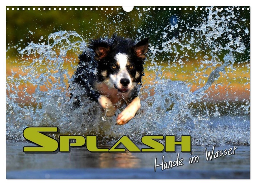 SPLASH - Hunde im Wasser (Wandkalender 2025 DIN A3 quer), CALVENDO Monatskalender - Renate Bleicher