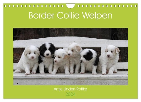 Border Collie Welpen (Wandkalender 2024 DIN A4 quer), CALVENDO Monatskalender - Antje Lindert-Rottke