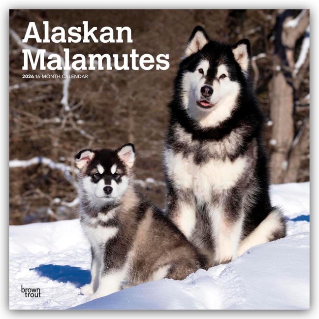 Alaskan Malamutes 2026 - 16-Monatskalender - Browntrout Publishers