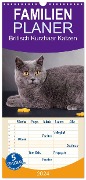 Familienplaner 2024 - Britisch Kurzhaar Katzen mit 5 Spalten (Wandkalender, 21 x 45 cm) CALVENDO - Gabriela Wejat-Zaretzke
