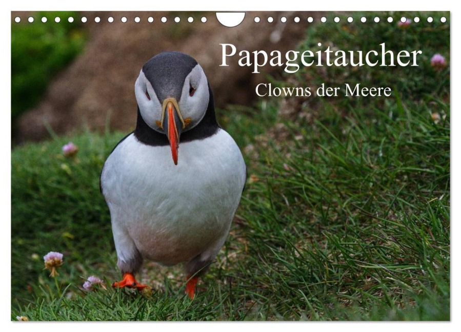 Papageitaucher Clowns der Meere (Wandkalender 2026 DIN A4 quer), CALVENDO Monatskalender - Leon Uppena