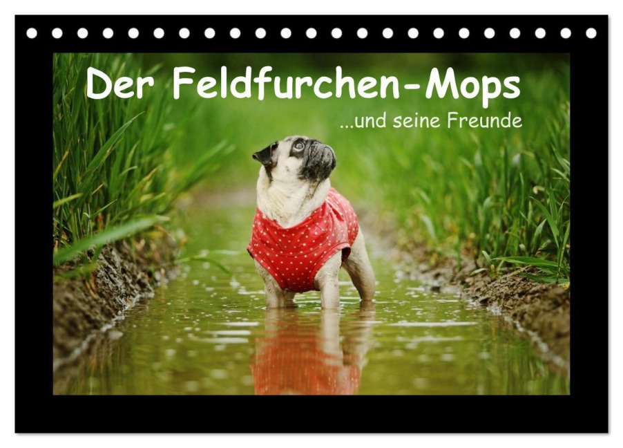 Der Feldfurchen-Mops (Tischkalender 2026 DIN A5 quer), CALVENDO Monatskalender - Kathrin Köntopp
