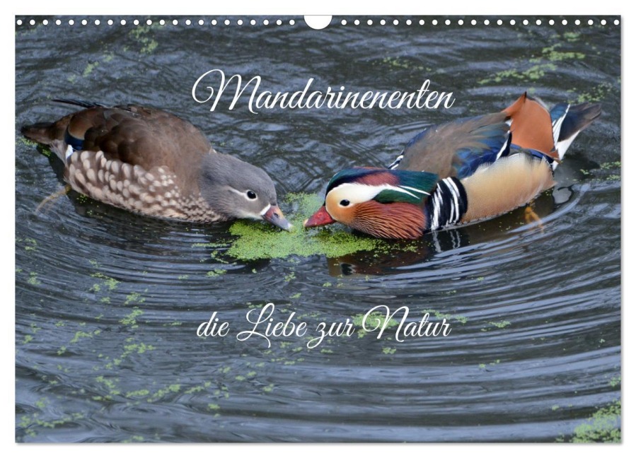 Mandarinenenten, die Liebe zur Natur (Wandkalender 2026 DIN A3 quer), CALVENDO Monatskalender - Rufotos Rufotos