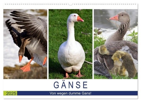 Gänse. Von wegen dumme Gans! (Wandkalender 2025 DIN A2 quer), CALVENDO Monatskalender - Rose Hurley